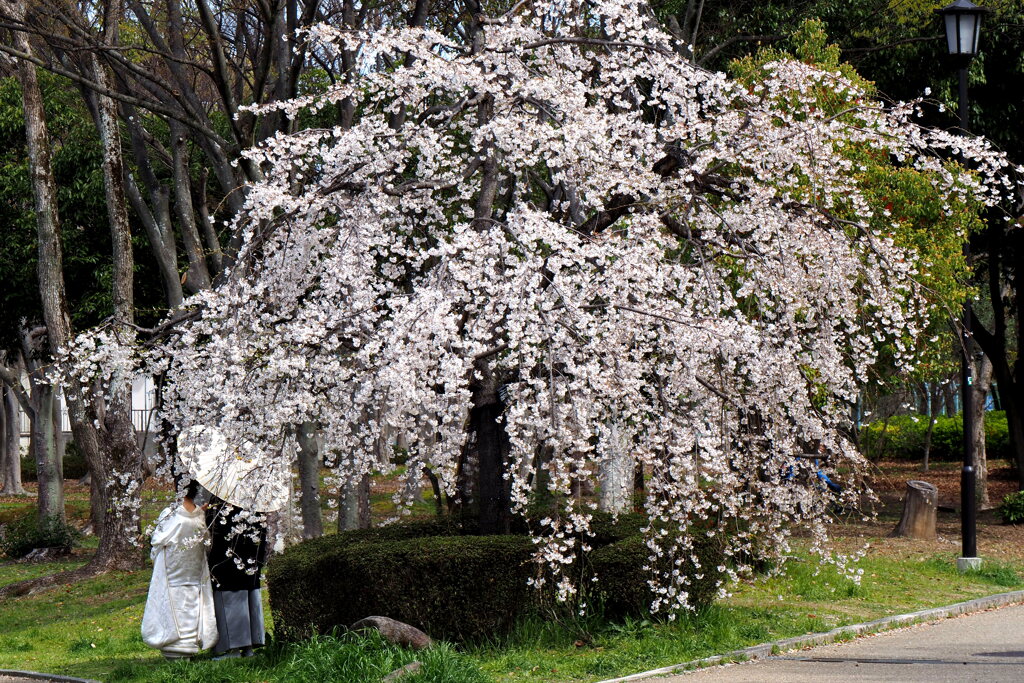 桜の下で♪