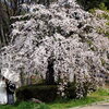 桜の下で♪