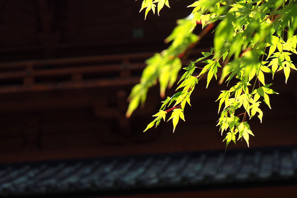 夏楓