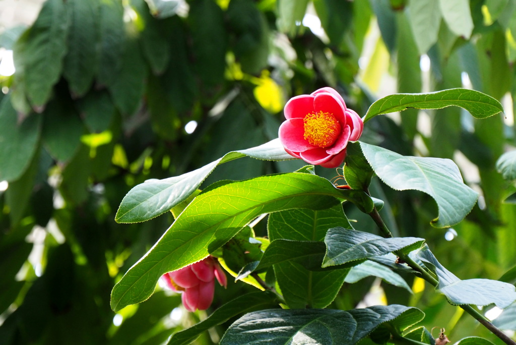 温室の花１