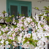 泉布観の桜①