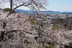 紀三井寺満開♪④