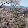 紀三井寺満開♪④