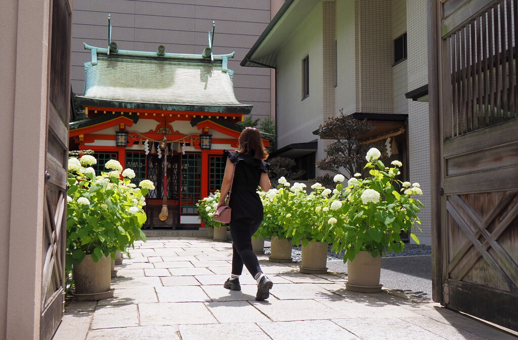 神社の紫陽花①