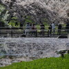 桜とアオサギ 1