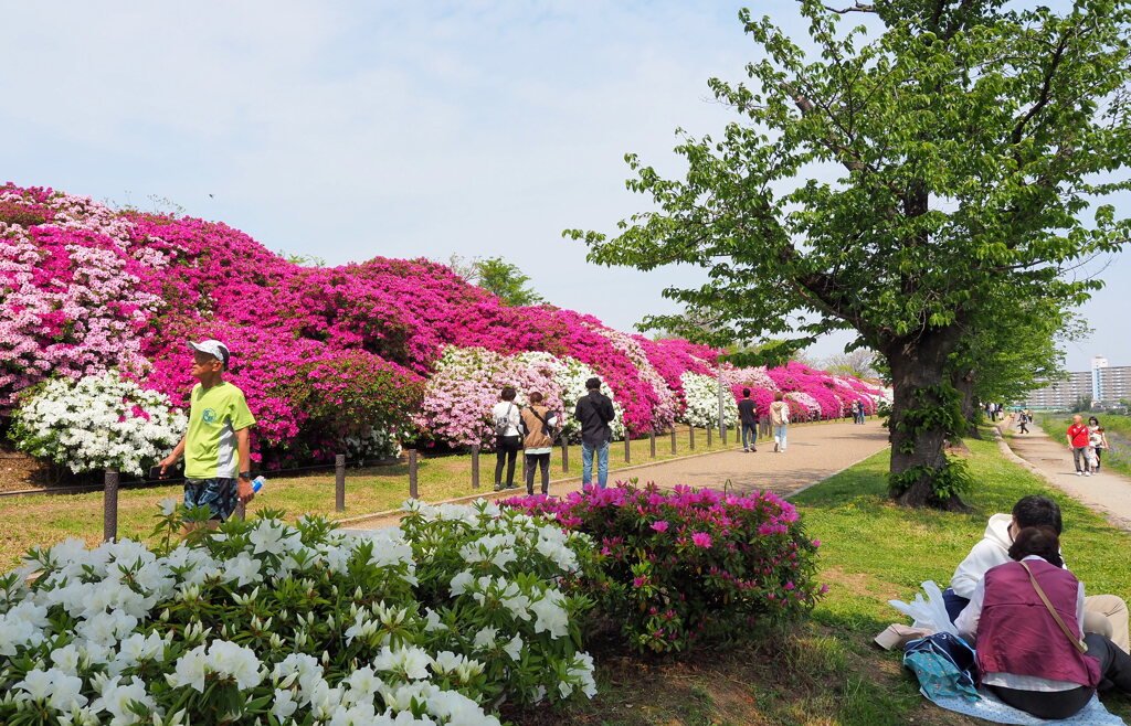 お花見ランチ♪