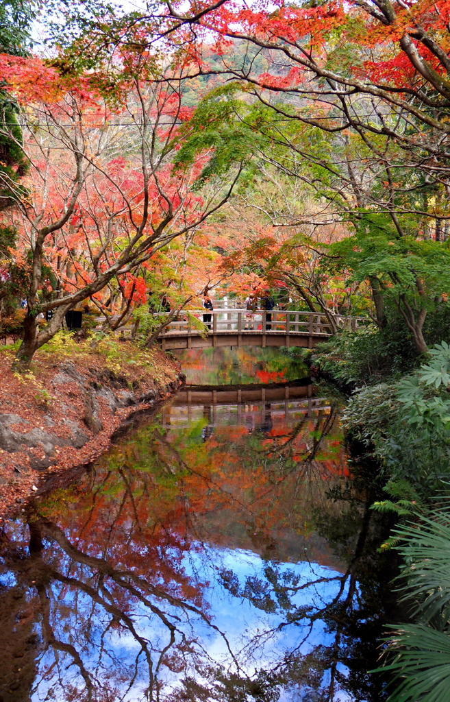 紅葉と青空