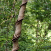 tree art 2