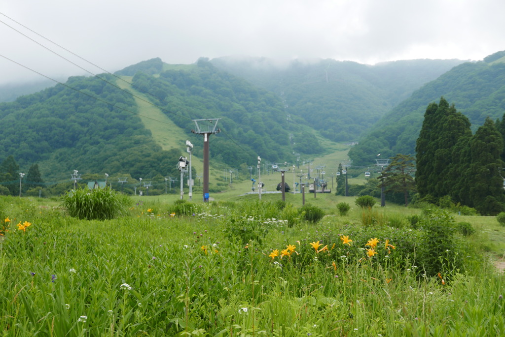 高山植物園