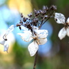 晩秋の紫陽花