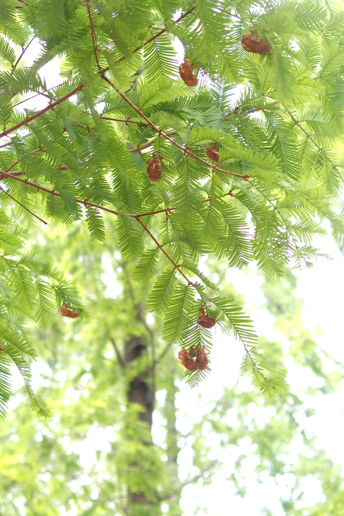 空蝉の花