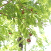 空蝉の花