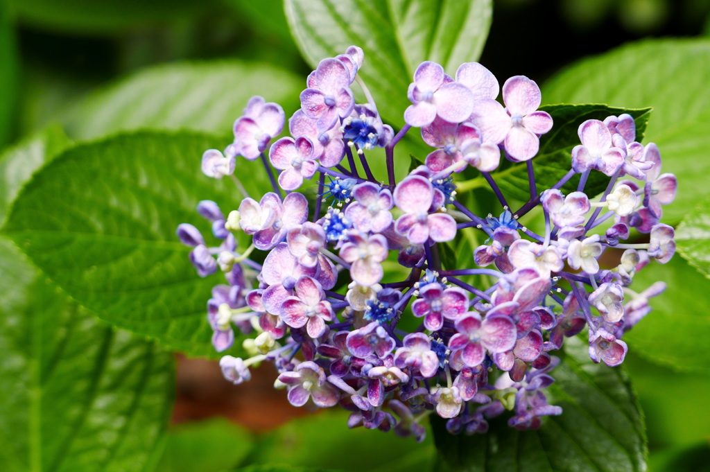 私がお花♪１