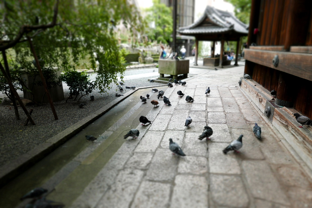 鳩たちの寛ぎ場所