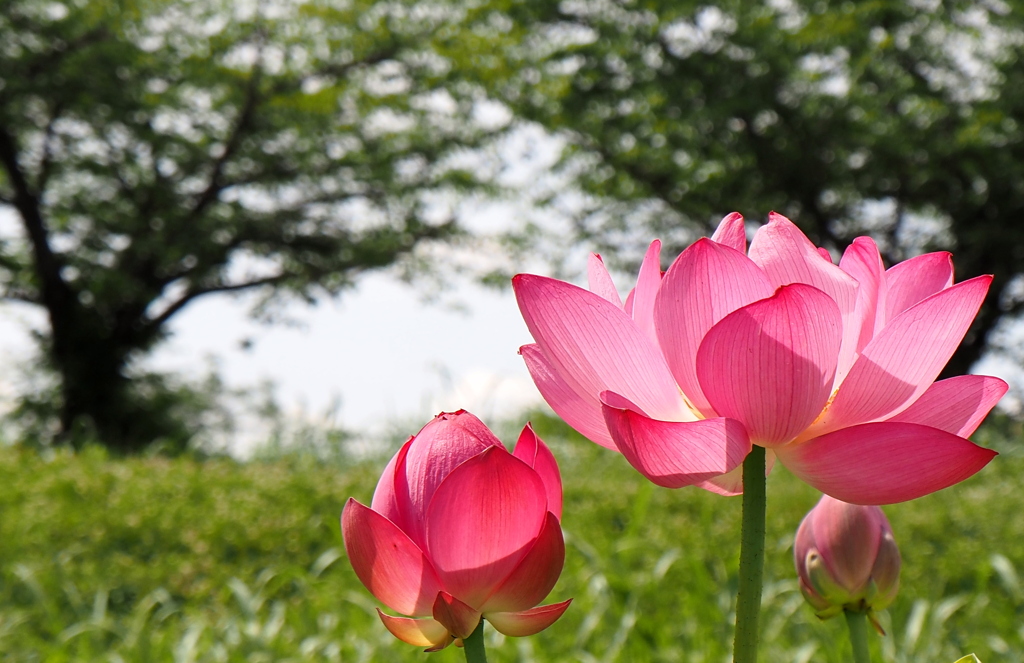 公園の蓮たち１