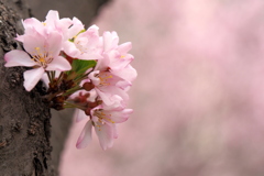 幹桜