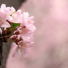 幹桜