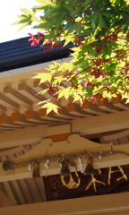 紅いプロペラ