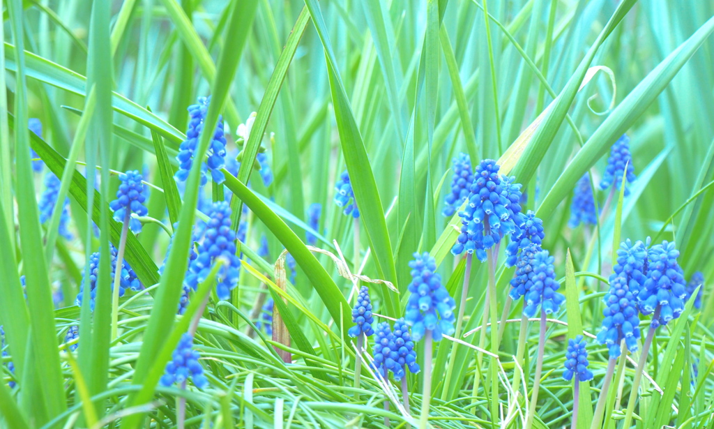 ムスカリの森♪
