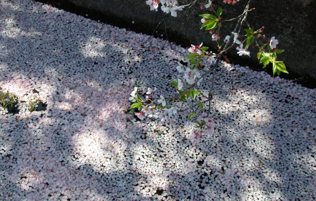 花筏１