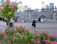 バラ園にて バラ園にて