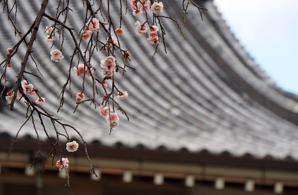 境内の梅の花