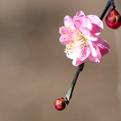 天神さまの梅の花3