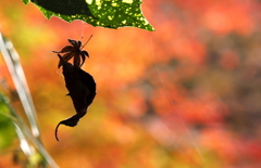 自然のアート♪