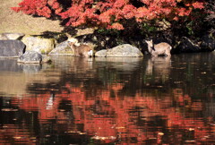 水辺の鹿たち②