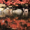 水辺の鹿たち②