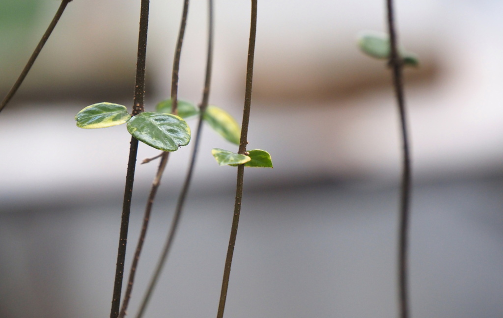 植物アート？