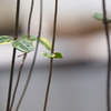 植物アート？