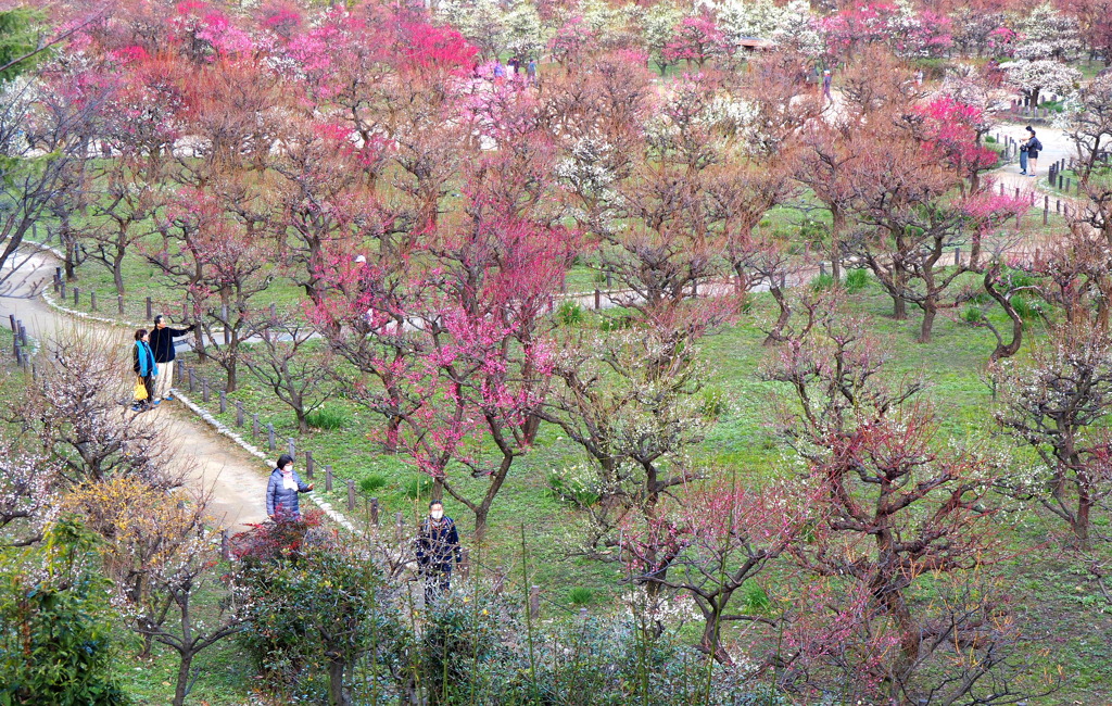 大阪城公園の梅林