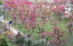 大阪城公園の梅林