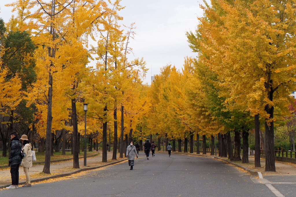 大阪城紅葉（黄葉）３