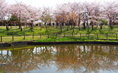 公園の桜