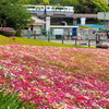 花壇とモノレール