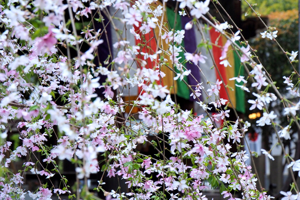 桜越しの五色幕