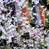 桜越しの五色幕