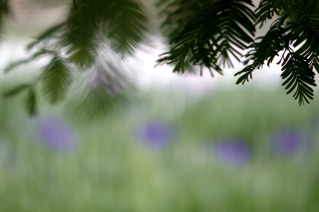 5月の風