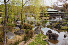 芽吹き