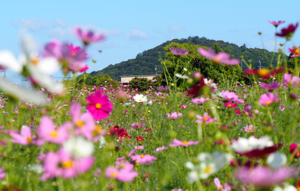 耳成山をバックに