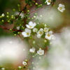 花壇にて①