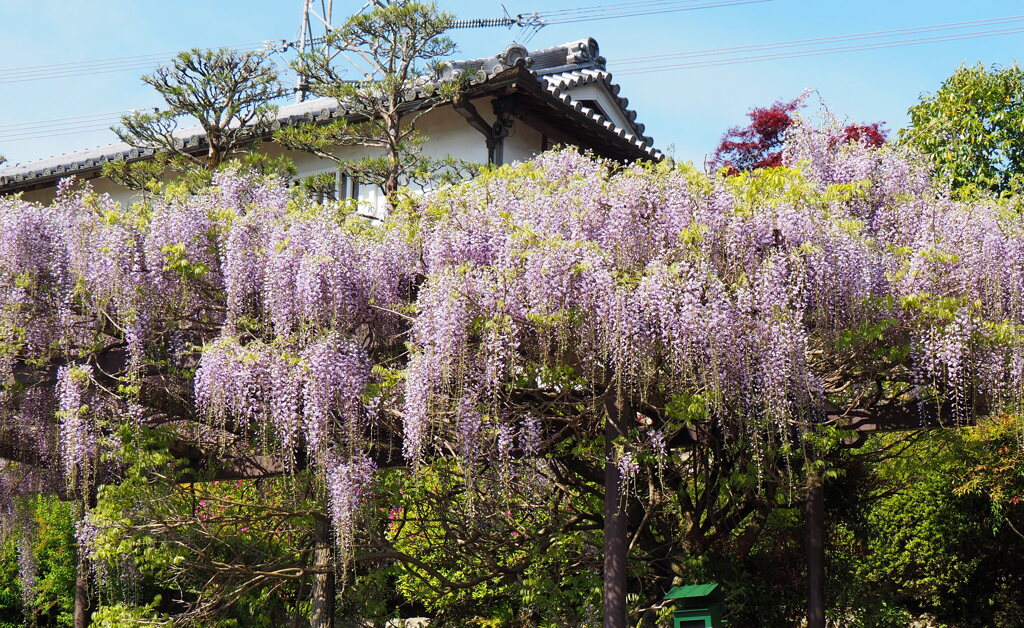 お寺の藤棚