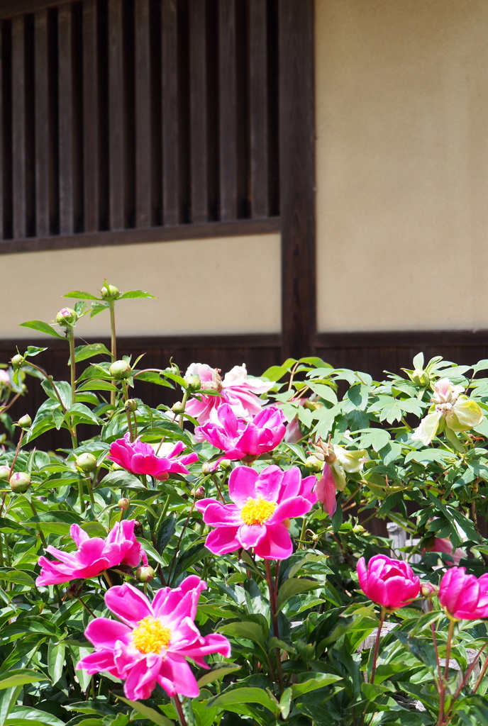 家屋と芍薬