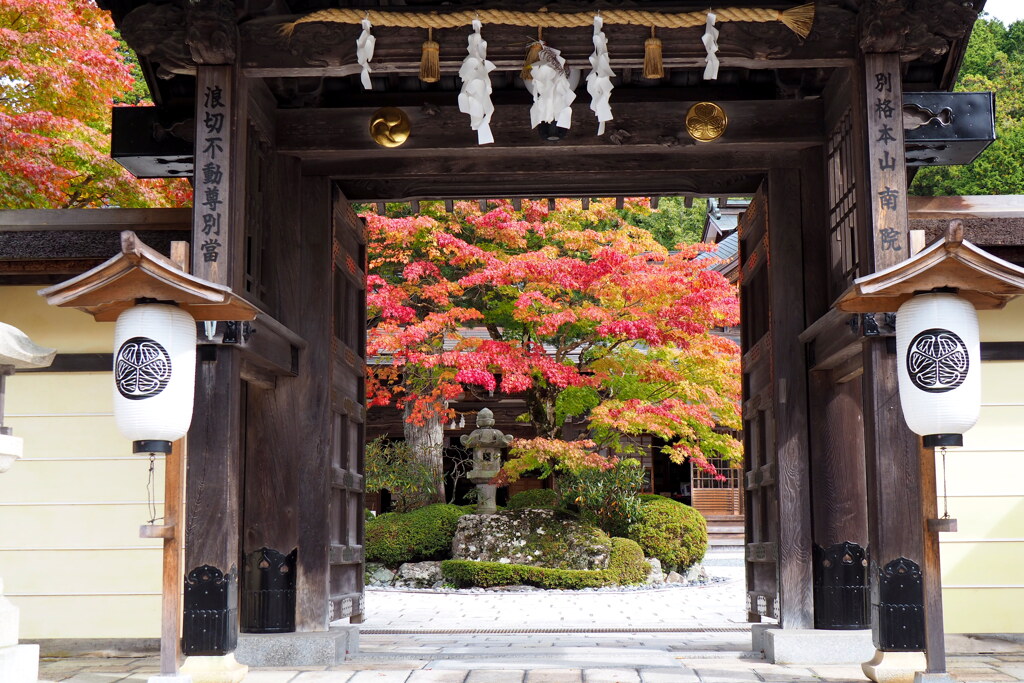 高野山紅葉6