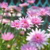 ピンクの花２