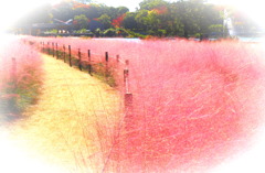 ピンクの霧の様な♪