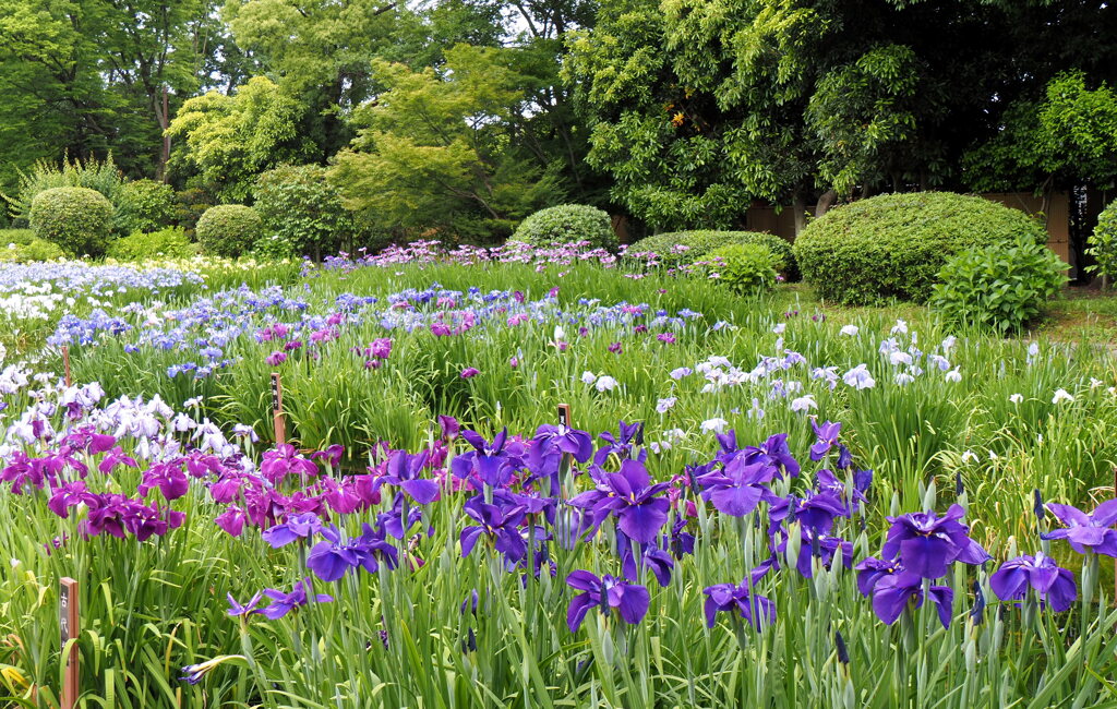 菖蒲園にて②