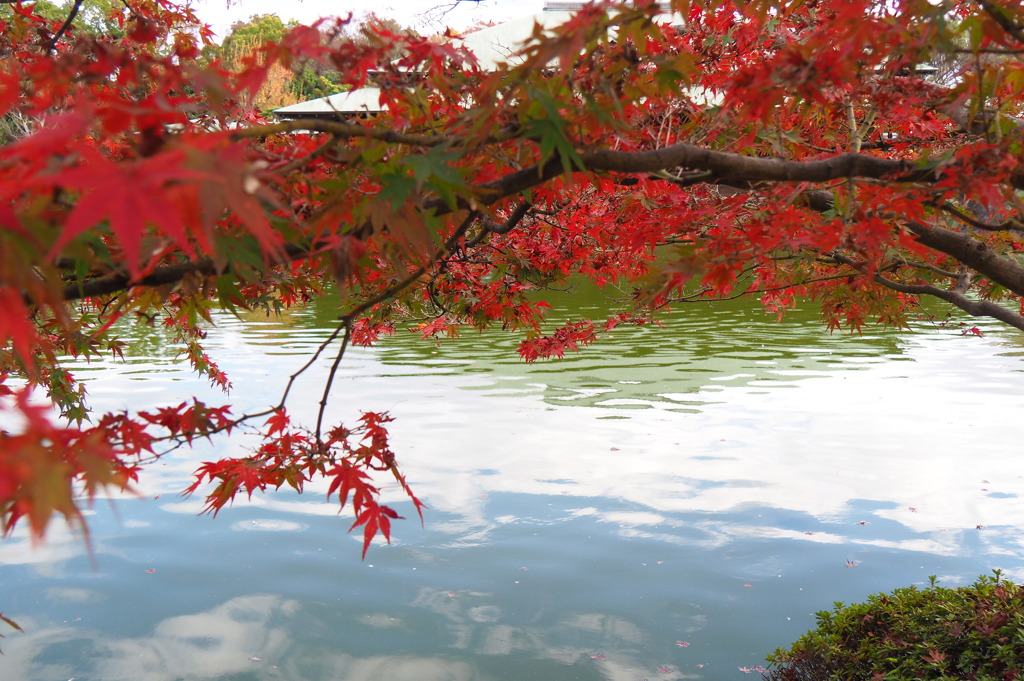 庭園の紅葉